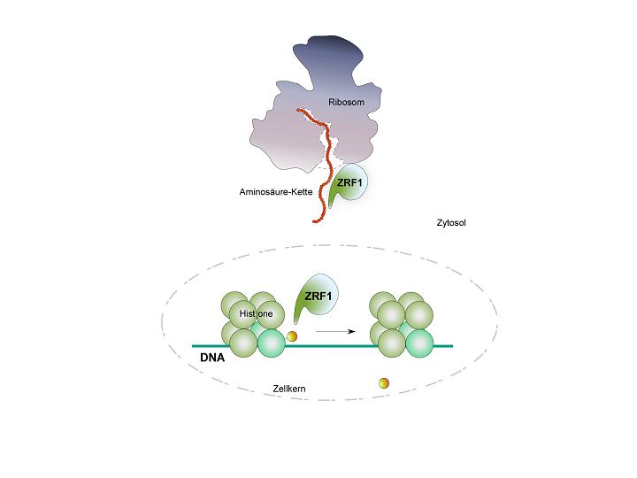 Proteins Need Chaperones