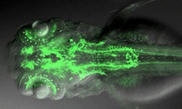 The Nervous System as a Three-Dimensional Map 