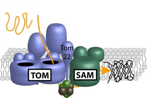 Protein Team Produces Molecular Barrels