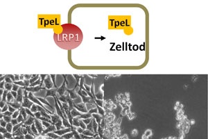 Gate for Bacterial Toxins Found 