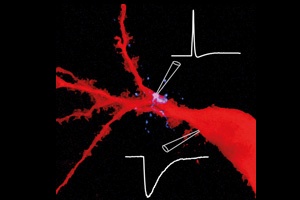 Cornichon Proteins Are Key to Improved Brain Signaling 