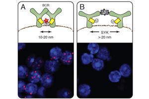 Nanoscale Ruler reveals Organization of the Cell Membrane 