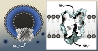 Rhesus Proteins Transport Ions, not Gas