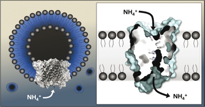 Rhesus Proteins Transport Ions, not Gas