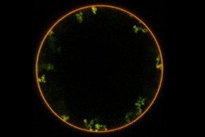 A Sweet Pathway into the Cell