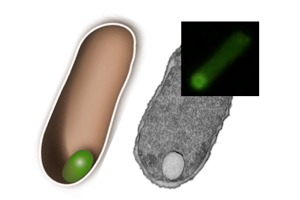 From Bacterium to Biofactory