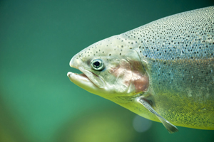  Toxin from Salmonid Fish has Potential to Treat Cancer