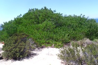 Dune ecosystem modelling