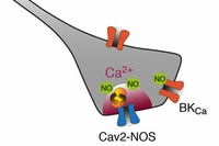 How enzymes communicate