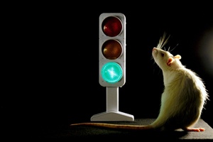 Traffic Light in the Brain