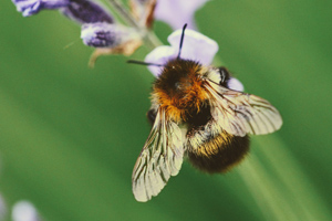 Buffet for bees 