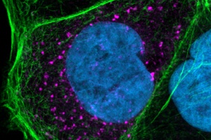 How does coronavirus leave the cell?