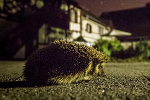 Humans and Hedgehogs