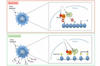 Natural Intestinal Flora Strengthens Immune System 