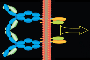 Blood cancer cells initiate signalling cascade