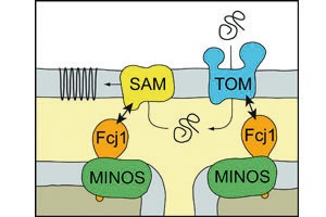 Molecular Switches in the Cellular Power Plants 