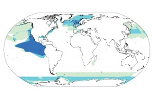 Whales Fall through the Research Net 