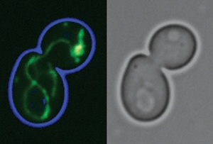  Evolution of Cellular Power Stations