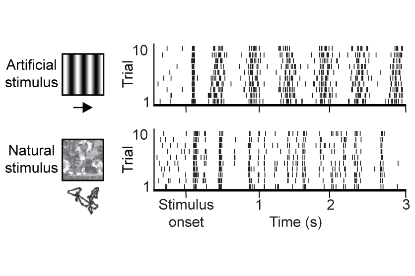  How Neural Circuits Implement Natural Vision 