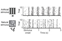  How Neural Circuits Implement Natural Vision 