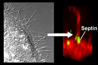 How Toxins Activate Cellular Guides