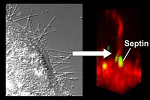 How Toxins Activate Cellular Guides