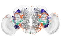 Identifying Brain Regions Automatically