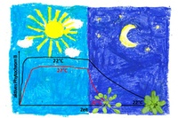 How Plants Measure Temperature