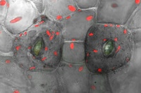 Biologists Discover Origin of Stomata