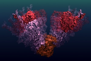 Watching Individual Proteins at Work 