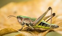 A step toward insect-borne biological weapons?