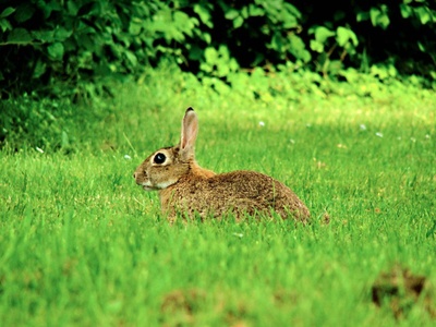 Easter Bunny or Easter Hare?