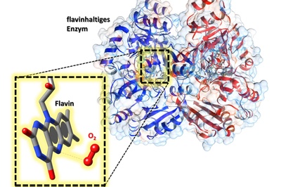 Flavins keep a handy helper in their pocket