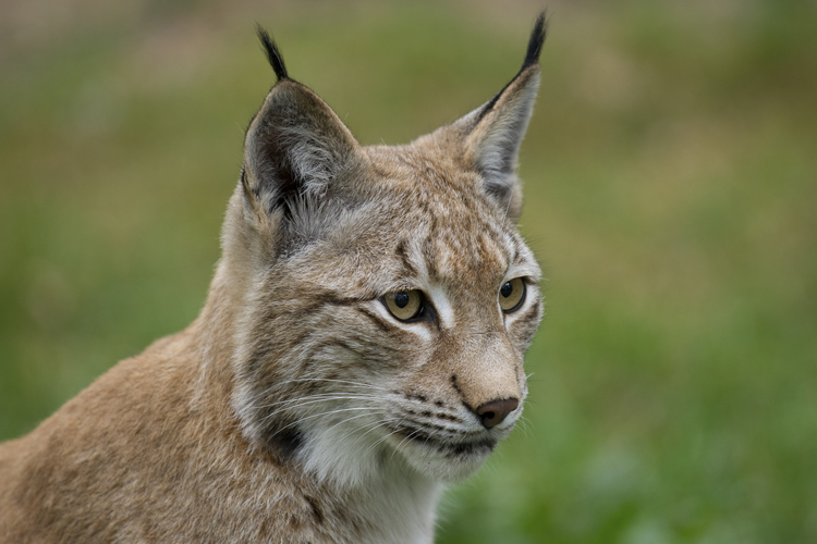 Lynxes in danger 