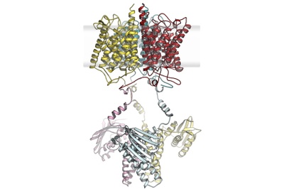 Microbial signal recognition stems from existing building blocks 