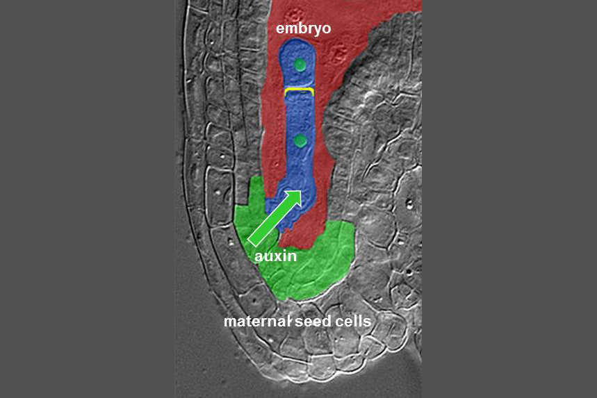 Mother-Child Communication in Plants