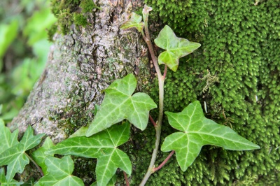 Climbing like ivy 