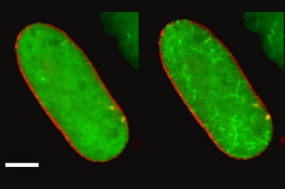 Filaments that structure DNA 