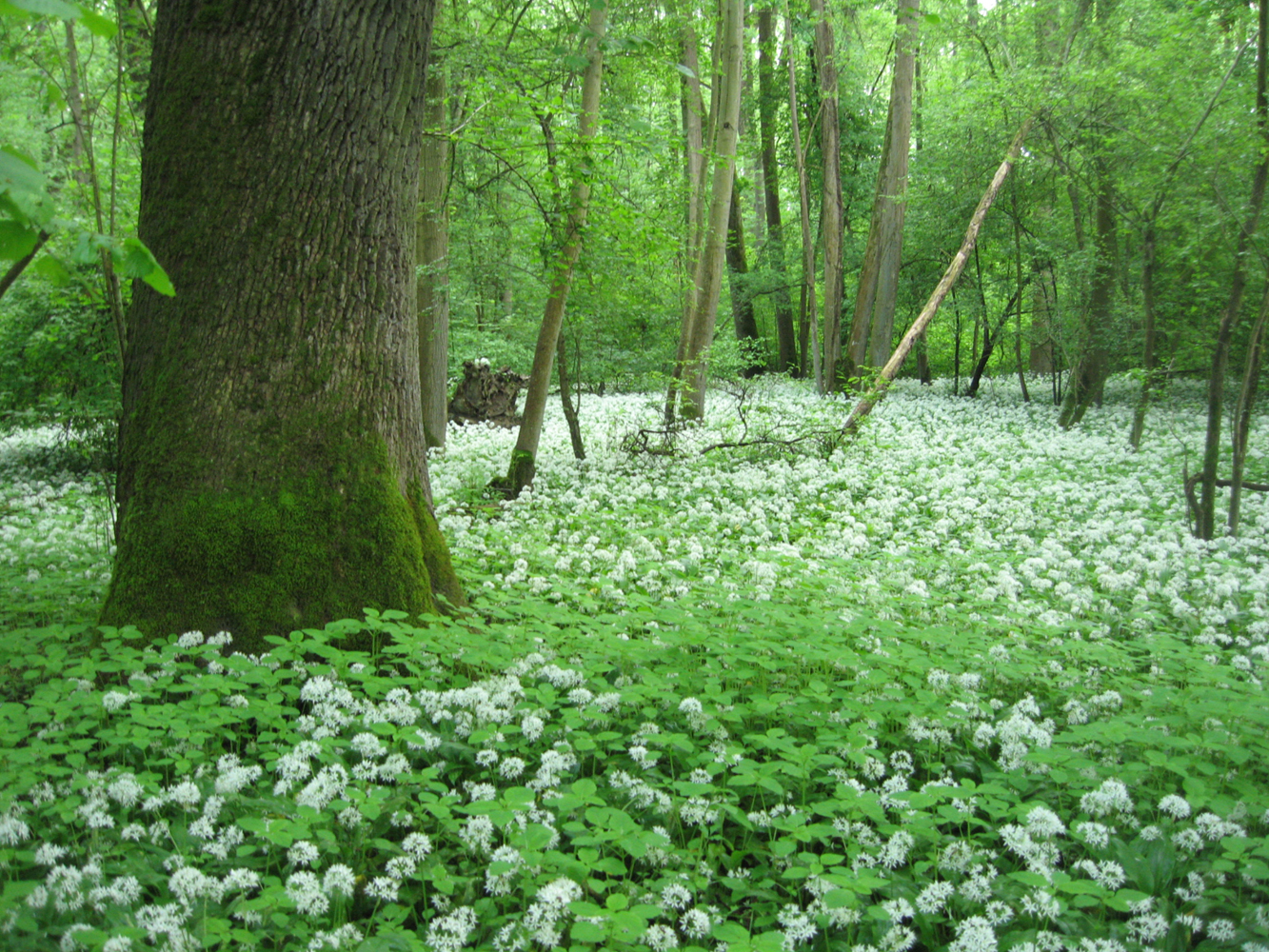 Uma floresta de várzea dominada por carvalhos