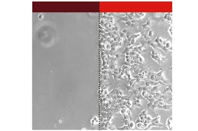 Velcro for human cells