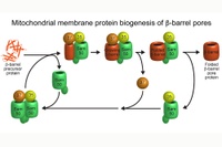 Basis for the essential cellular powerhouses