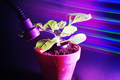 Controlling plant processes with light