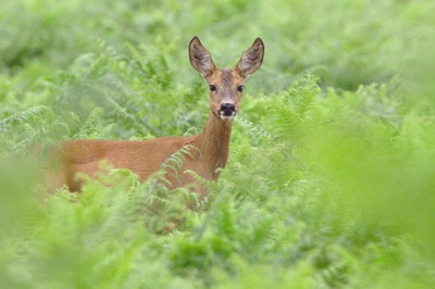 The calm of the deer 