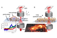 The interaction between particles and lung cells 