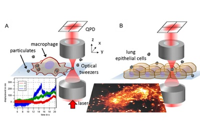 The interaction between particles and lung cells 