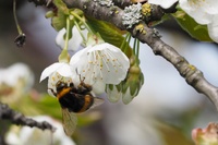 Improving Habitat for Pollinating Insects