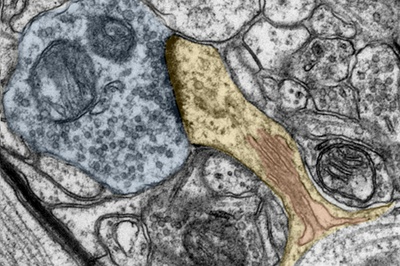 Vitamin A for nerve cells 