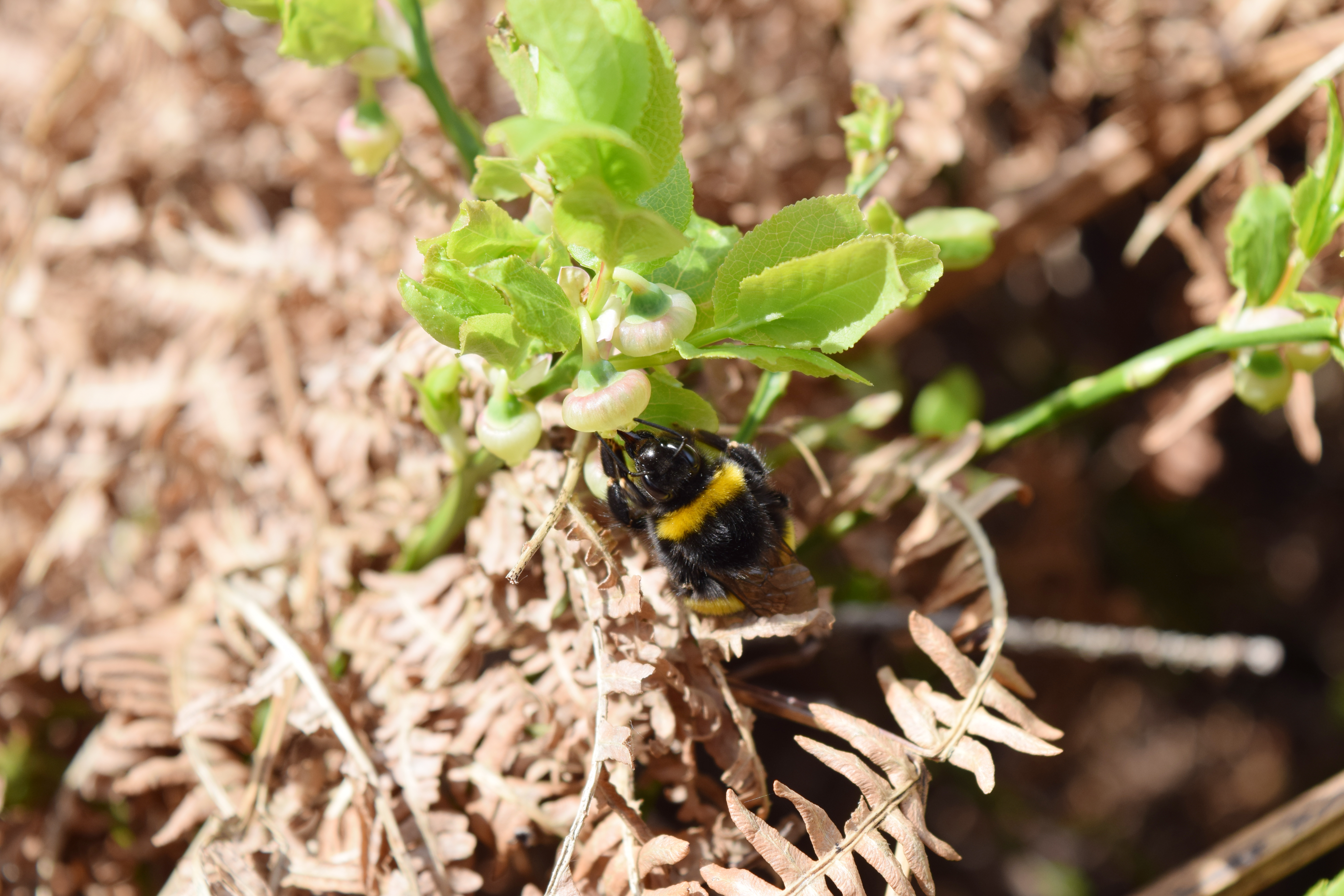 Wild bees need deadwood in the forest 