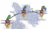 A Molecular Machine At Work