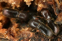 Ambrosia beetles breed and maintain their own food fungi